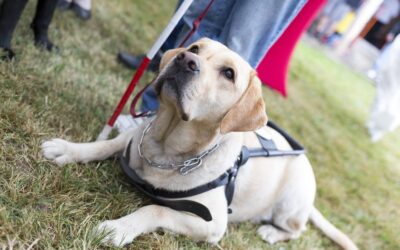 Is Getting a Pet a Good Move for Your Senior?