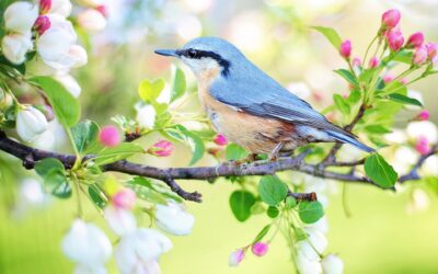 Dementia Activities for Spring