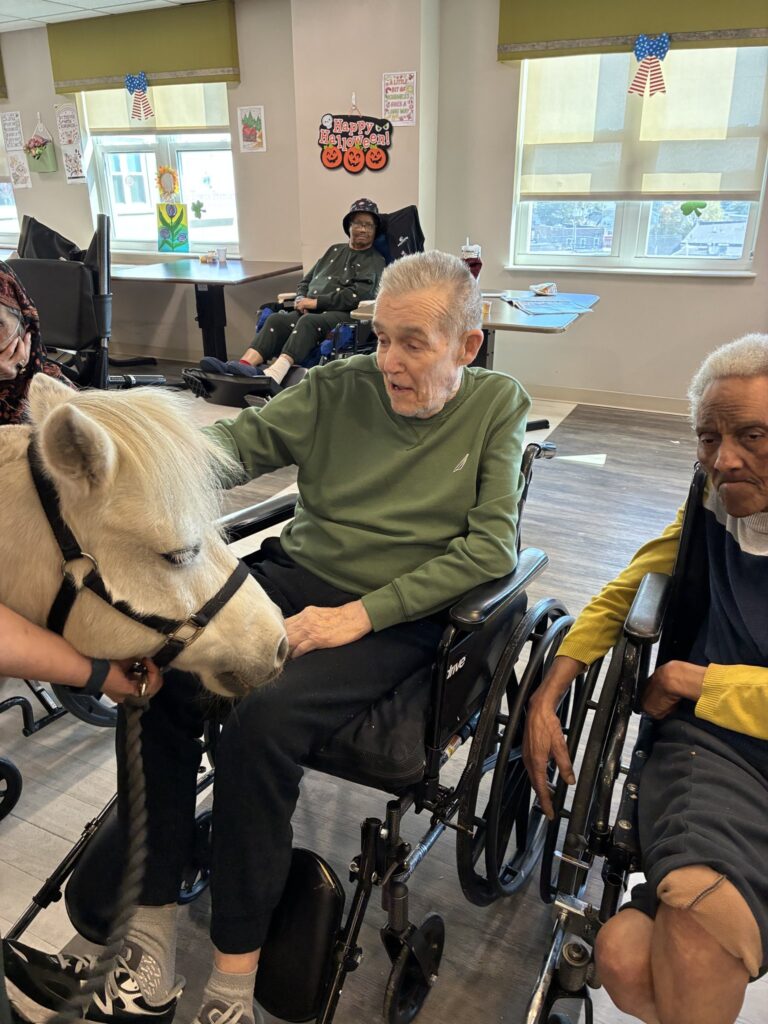 Resident in a wheelchair petting a white miniature horse during Mini Horse Day